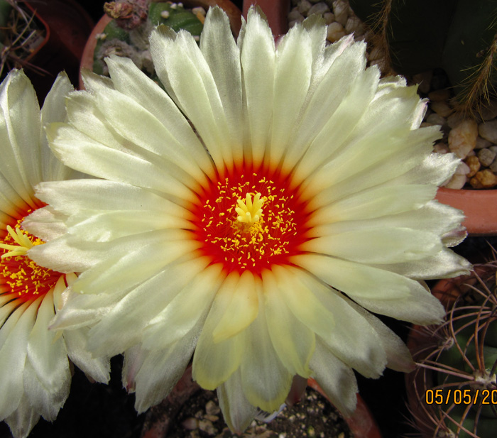 Astrophytum capricorn flowering b